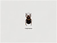 藏品(文龍角金龜)的圖片